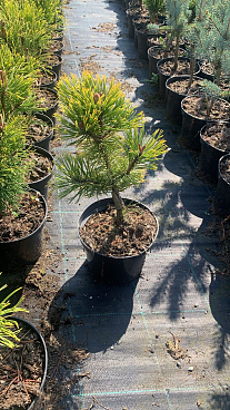 Сосна горная Винтер Голд