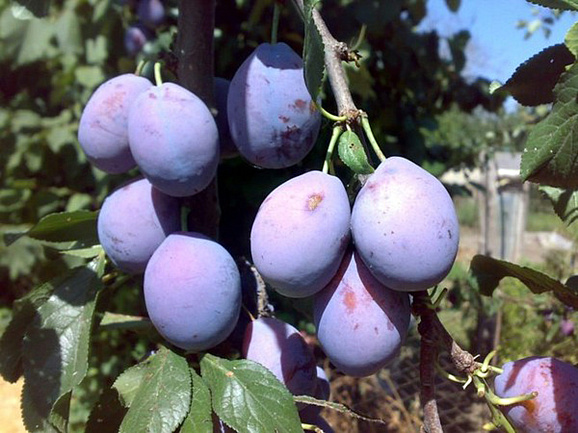 Слива домашняя Смолинка