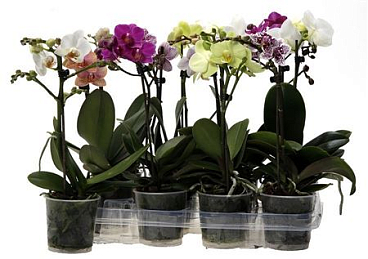 Phal 1st Kolibri Orchids Mix (ok)