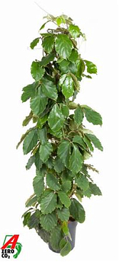Tetrastigma Voinierianum Zuil