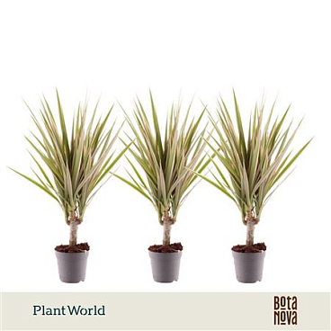 Drac Bicolor 5cm Stem (decorum)