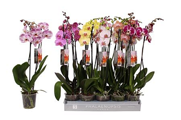Phal 2st Mix 18+ (by-5)