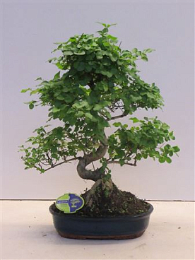 Bonsai Ligustrum Sinensis, 32cm., Shape, Without D