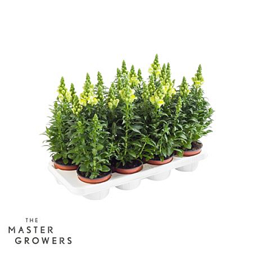 Antirrhinum Majus Yellow