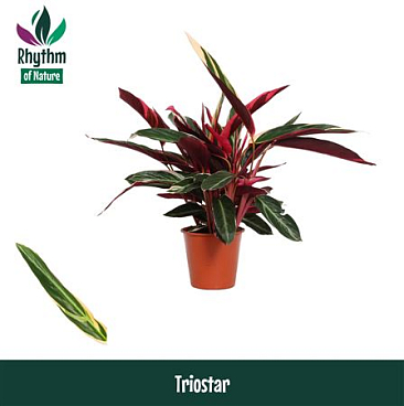 Stromanthe Triostar (rhythm Of Nature)