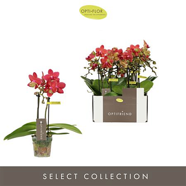 Phal 2st Red 10+ (opti)