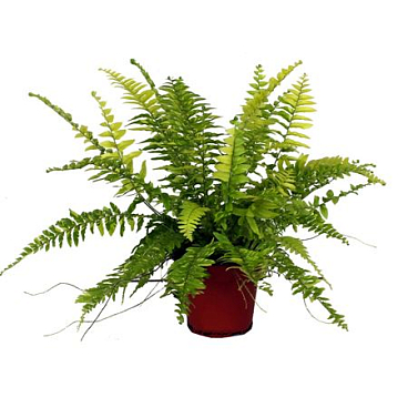 Nephrolepis Tiger