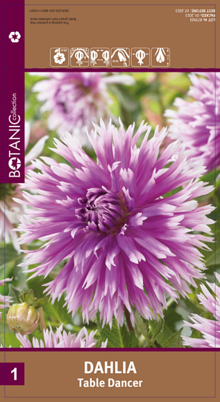 Георгина фимбриата Тейбл Денсер