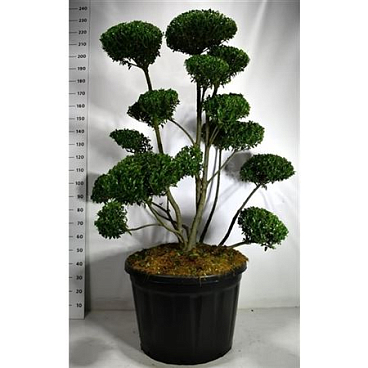Ilex Impala