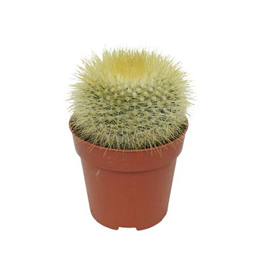 Parodia
