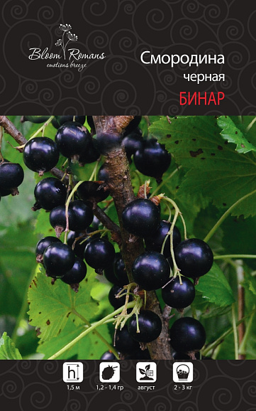 Смородина черная Бинар