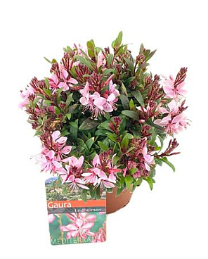 Gaura Lindheimeri