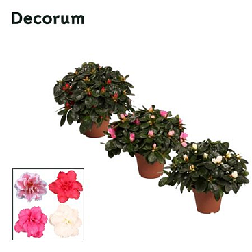 Azalea Mix (decorum)