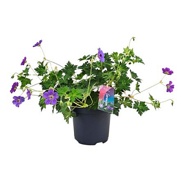 Geranium Bloom Me Away