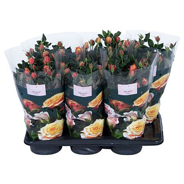 Rosa Orange