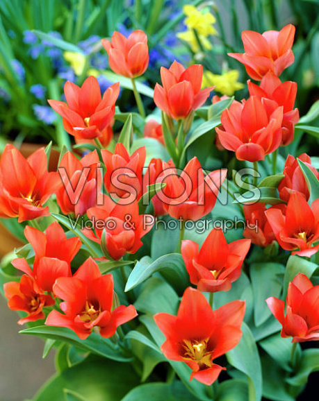 Тюльпан многоцветковый Торонто