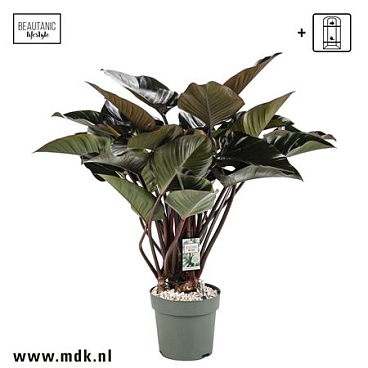 Philodendron Red Beauty + Watermeter