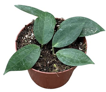Hoya Sp Timor