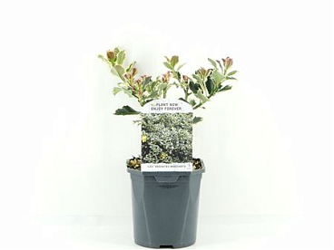 Ilex Aq Argentea Marginata