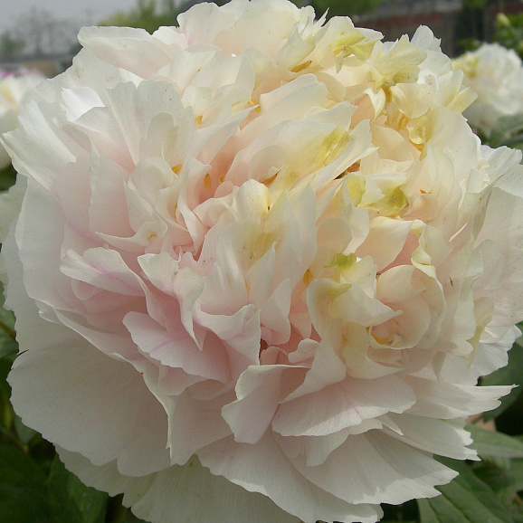 Пион древовидный Золотой Изумруд в тубе