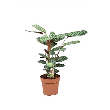 Ctentanthe Compactstar