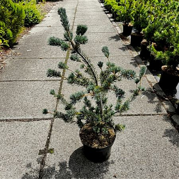 Pinus Parv Saphir