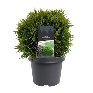 Thuja Occidentalis Danica
