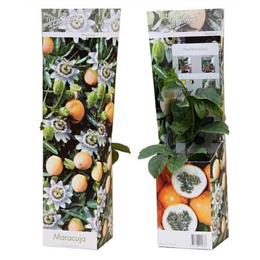 Passiflora Edulis Frederick