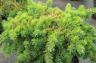 Сосна банкса Шудик