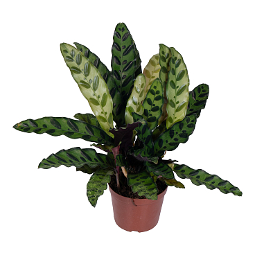 Калатея Лансифолия