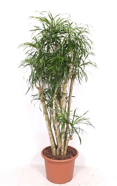 Dracaena Anita