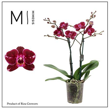 Phal 2st Broken Heart 22+ Mimesis