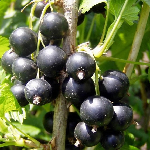 Смородина черная Багира в тубе