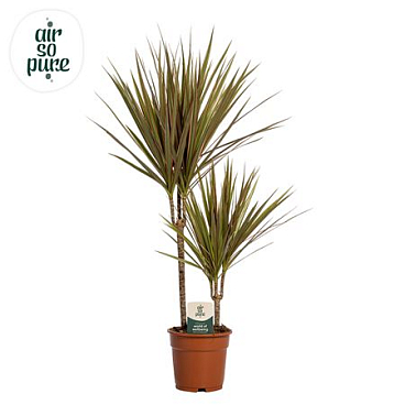 Drac Bicolor 30-10 (air So Pure)