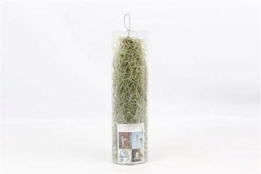 Tillandsia In Koker