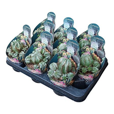 Euphorbia Horrida Alba Potcover