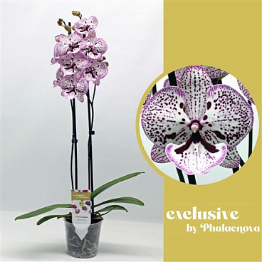 Phal 1st Grace 16+ (phalaenova)