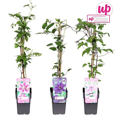 Clematis Mix Value