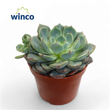 Echeveria Sitifukumiana