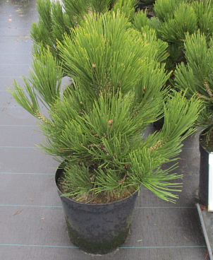 Сосна белокорая Компакт Гем