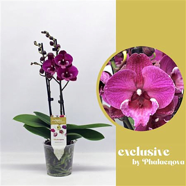Phal 2st Julita 14+ (phalaenova)