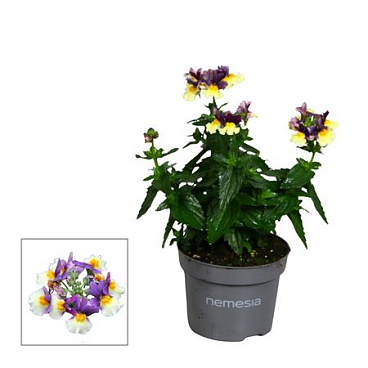 Nemesia Mareto Blue En Cream
