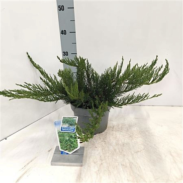 Можжевельник Sabina Tamariscifolia