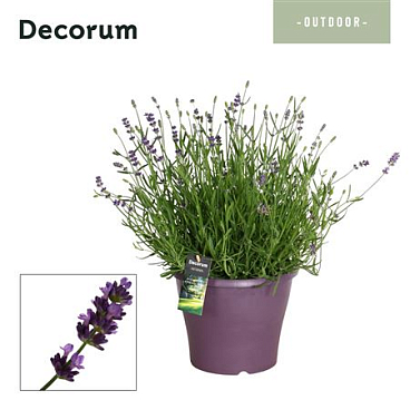Lavandula Essence Purple