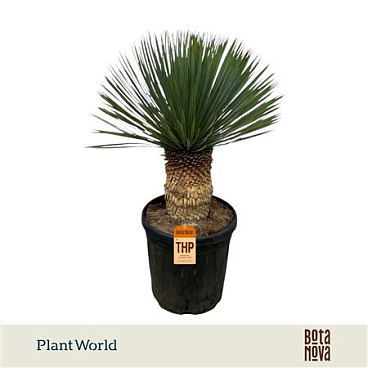 Yucca Rostrata P38 100 - 110 Cm