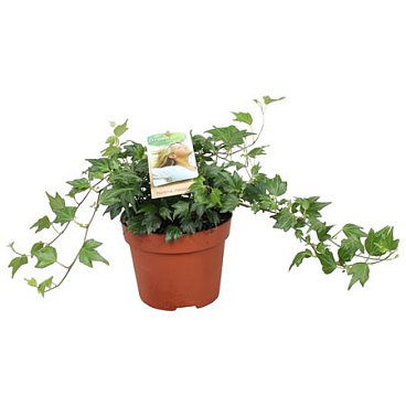 Hedera Helix Jessica