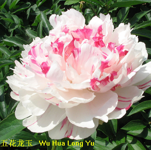 Пион травянистый Нефритовый Дракон в тубе