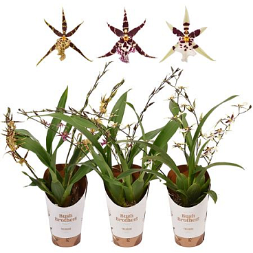 Brassia Titanium 3-4st Treasure Mix