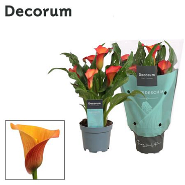 Zantedeschia Orange (decorum)