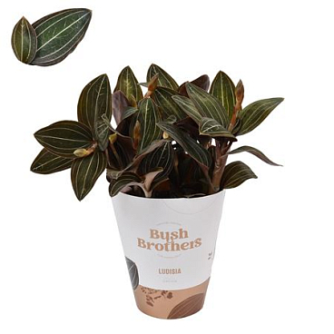 Ludisia Discolor Xl